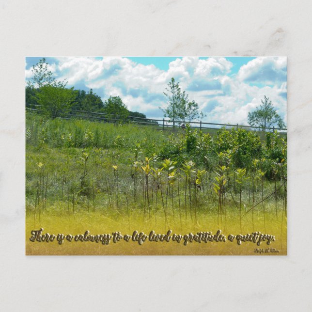 A Quiet Joy Postcard (Front)