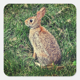 A Rabbit image Square Sticker