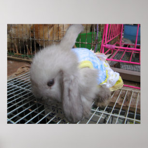 A Rabbit in a Dress  かわいい  幸せ Poster