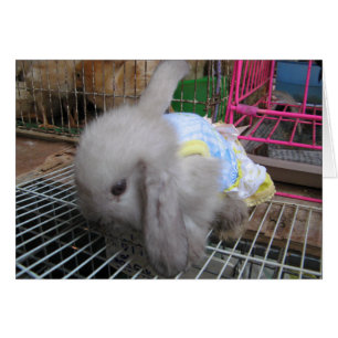 A Rabbit in a Dress Card