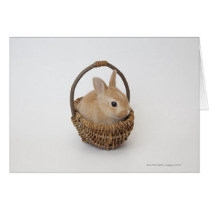 A rabbit is in a basket.Netherland Dwarf.