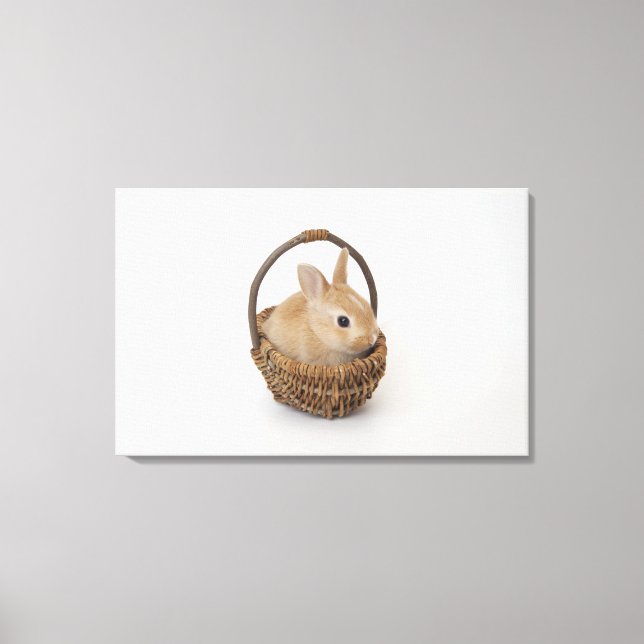 A rabbit is in a basket.Netherland Dwarf. Canvas Print (Front)