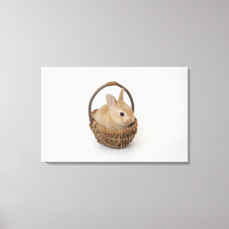 A rabbit is in a basket.Netherland Dwarf. Canvas Print