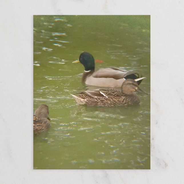 A Raft of Ducks Postcard (Creator Uploaded)