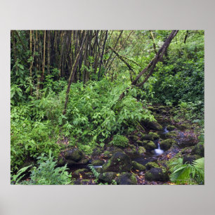 A rain forest includes ferns, a stream and poster