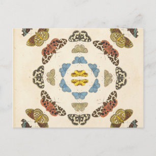 A Rare Depiction of Butterflies and Moths Postcard