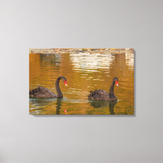 a rare exemplary of black swan on Wrapped Canvas