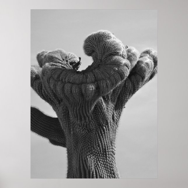 A Rare Saguaro Cactus Poster (Front)