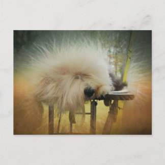 A Ray of Sunshine! Postcard