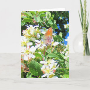 A Real Rainbow Butterfly Greeting Card