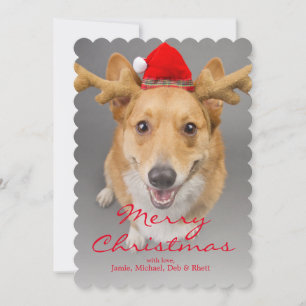 A Red and white Pembroke Welsh Corgi dog Holiday Card