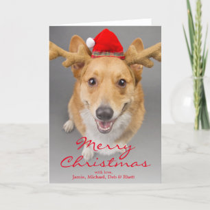A Red and white Pembroke Welsh Corgi dog Holiday Card
