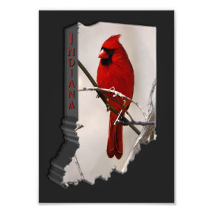 A Red Cardinal Bird on a Branch in the Woods Photo Print