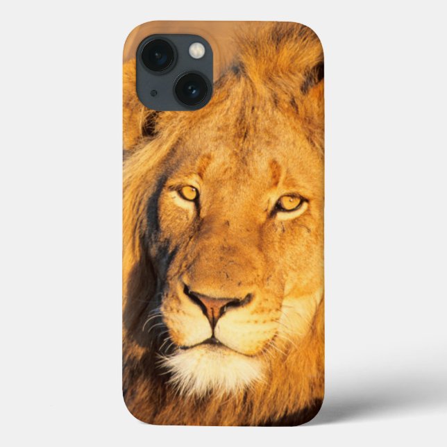 A Red Maned Lion looking at the camera. Case-Mate iPhone Case (Back)