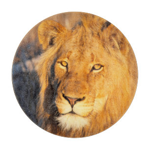A Red Maned Lion looking at the camera. Cutting Board