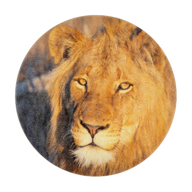 A Red Maned Lion looking at the camera. Cutting Board (Front)