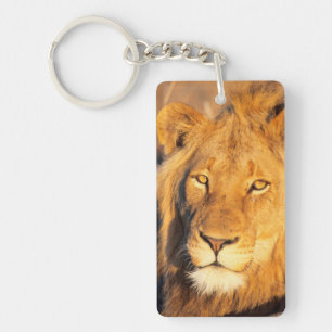 A Red Maned Lion looking at the camera. Key Ring