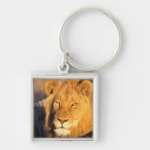 A Red Maned Lion looking at the camera. Key Ring