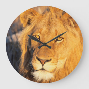A Red Maned Lion looking at the camera. Large Clock