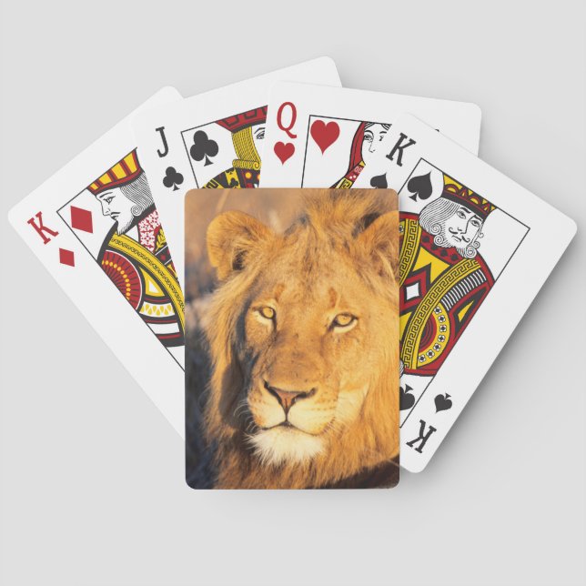 A Red Maned Lion looking at the camera. Playing Cards (Back)
