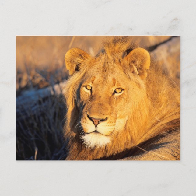 A Red Maned Lion looking at the camera. Postcard (Front)