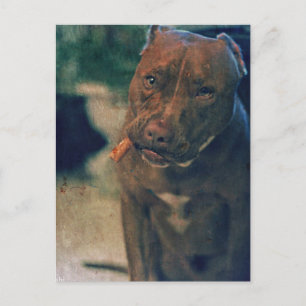 A Red Nose Pit Bull Chewing a Cigar Postcard