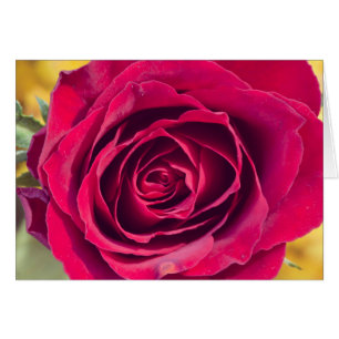 A red rose