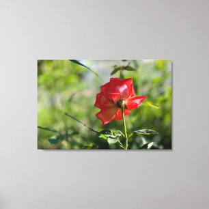 A red rose canvas print