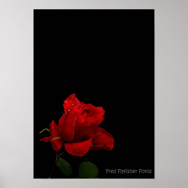 A Red Rose Poster (Front)