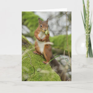 A red squirrel collecting nuts card