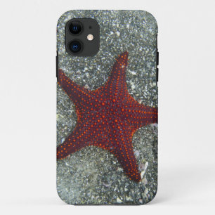 A Red Starfish Galapagos, Equador Case-Mate iPhone Case