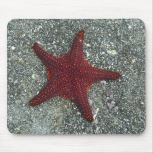 A Red Starfish Galapagos, Equador Mouse Pad
