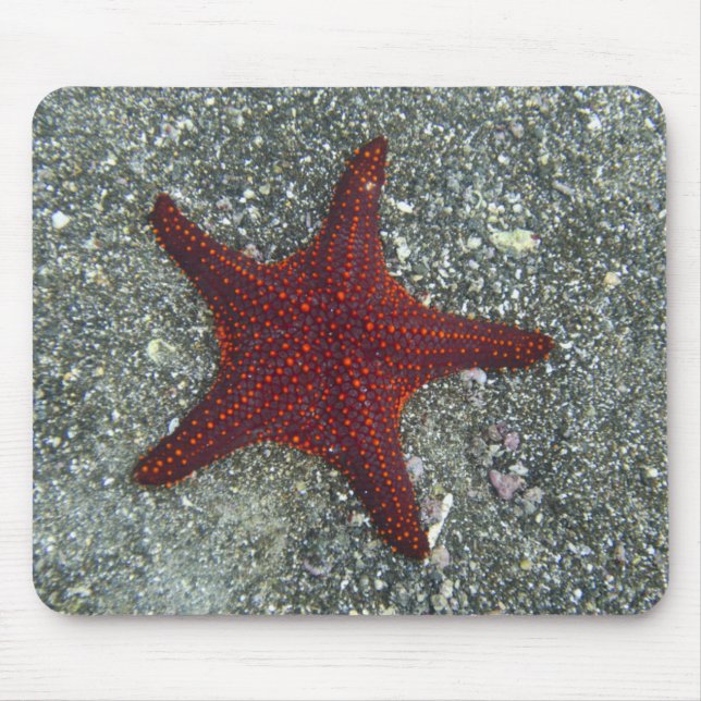 A Red Starfish | Galapagos, Equador Mouse Pad (Front)