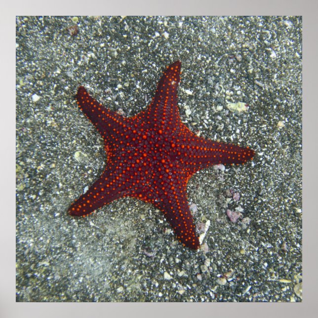 A Red Starfish | Galapagos, Equador Poster (Front)