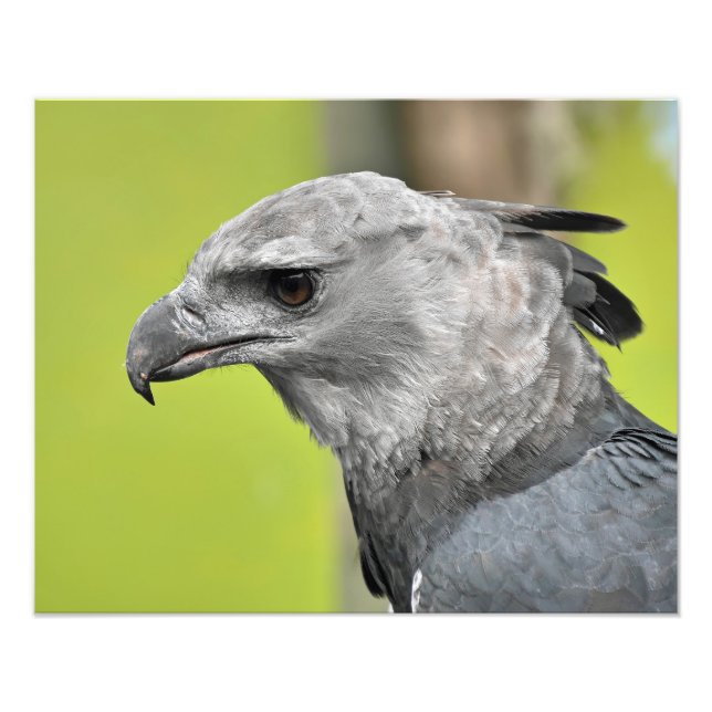 A regal harpy eagle photo print (Front)