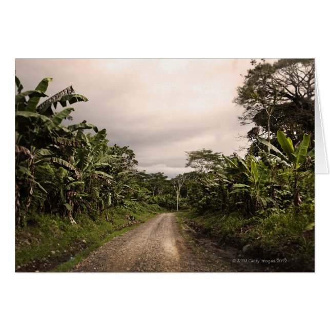 A remote jungle road (Front Horizontal)