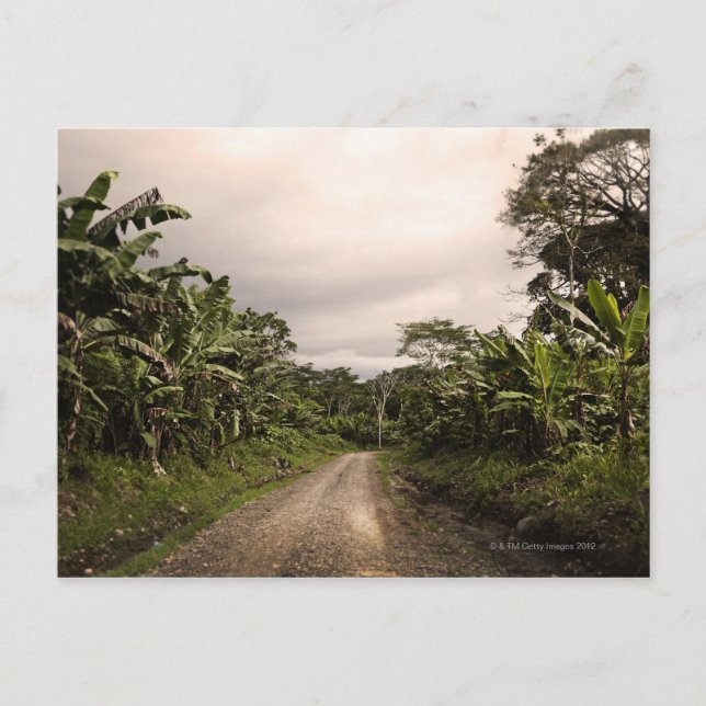 A remote jungle road postcard (Front)