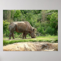 A Rhino