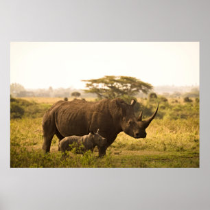 A Rhino with her baby Poster