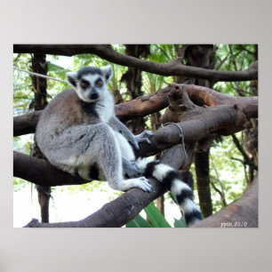 A ring tail monkey on a tree poster