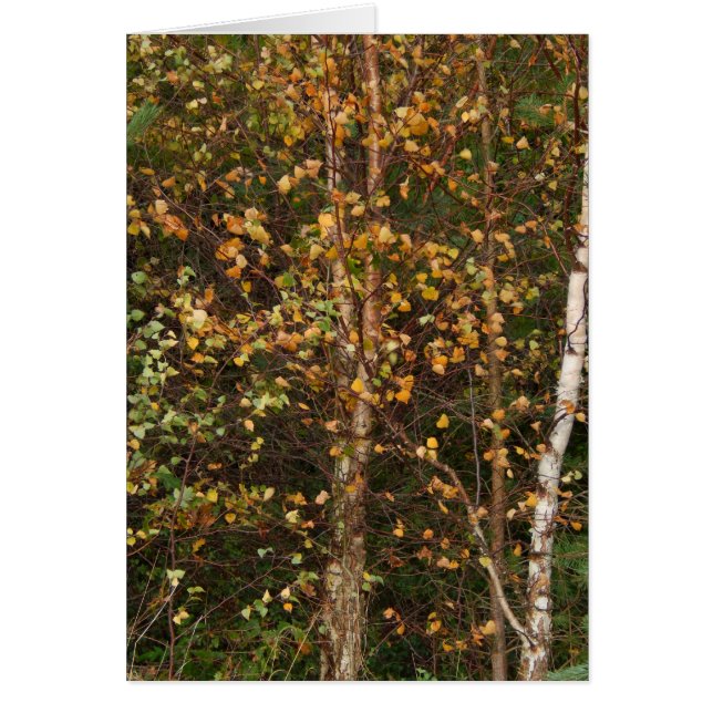 A Riot of Colour (Front)