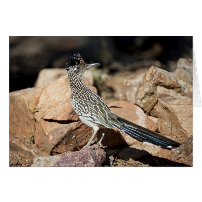 A Road runner pauses momentarily on its search (Front Horizontal)