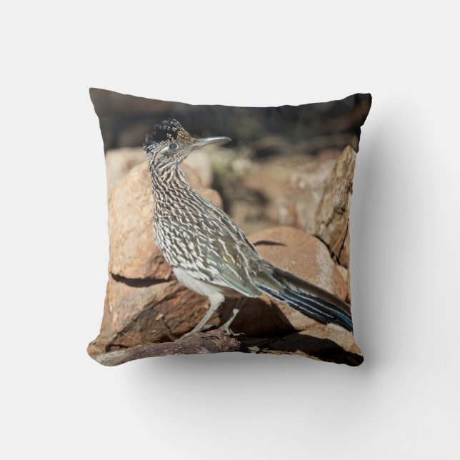 A Road runner pauses momentarily on its search Cushion (Front)