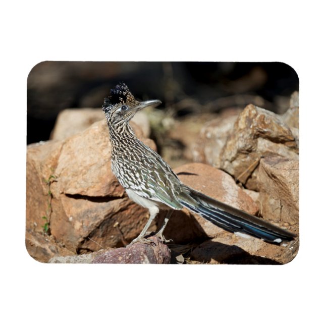 A Road runner pauses momentarily on its search Magnet (Horizontal)