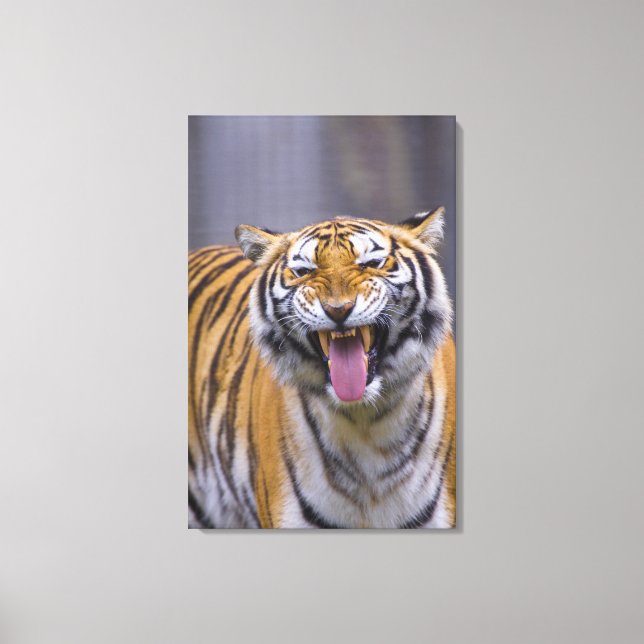 A roaring tiger, Taiwan, Taipei, Taipei Zoo Canvas Print (Front)