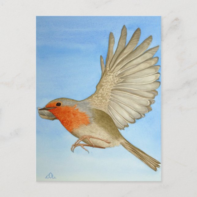 A Robin in flight Postcard (Front)