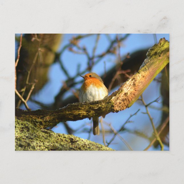 A Robin in the old Oak Tree Postcard (Front)