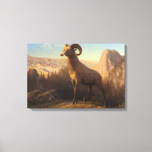 A Rocky Mountain Sheep, Bierstadt Albert Canvas Print