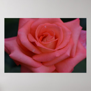 A Rose By Any Other Name Poster