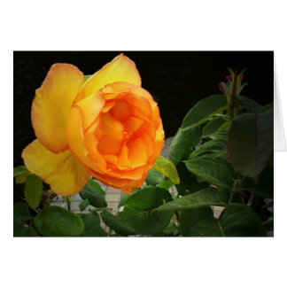 A Rose For My Brother